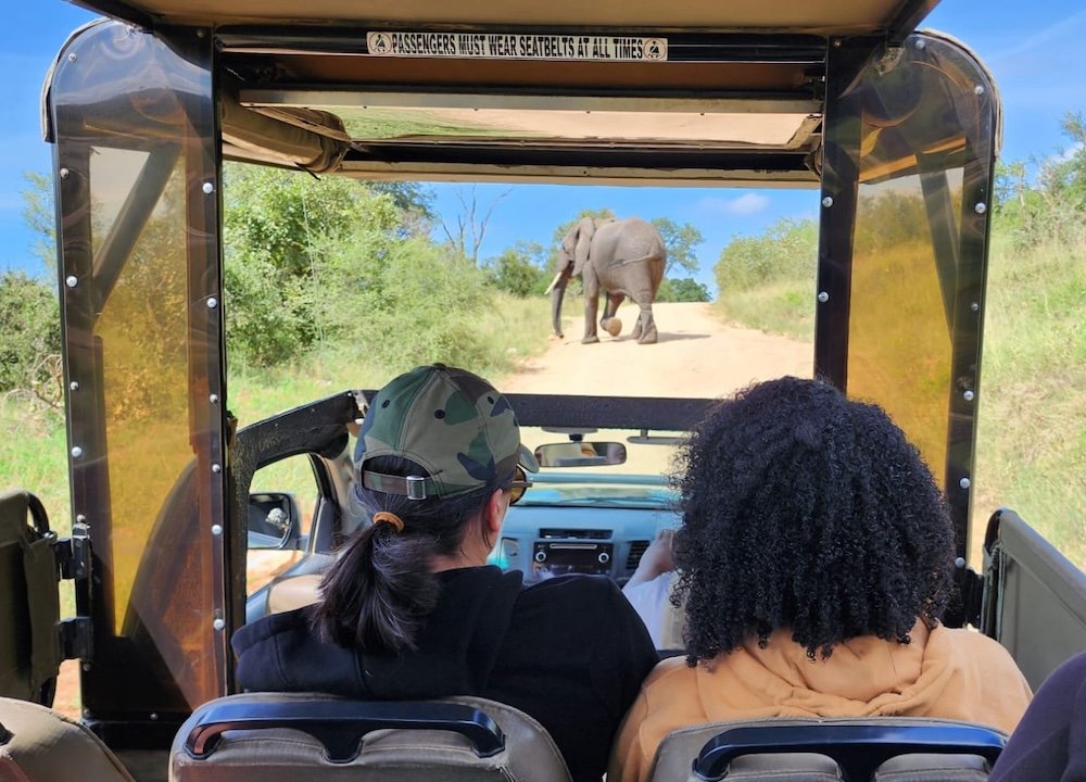 safari