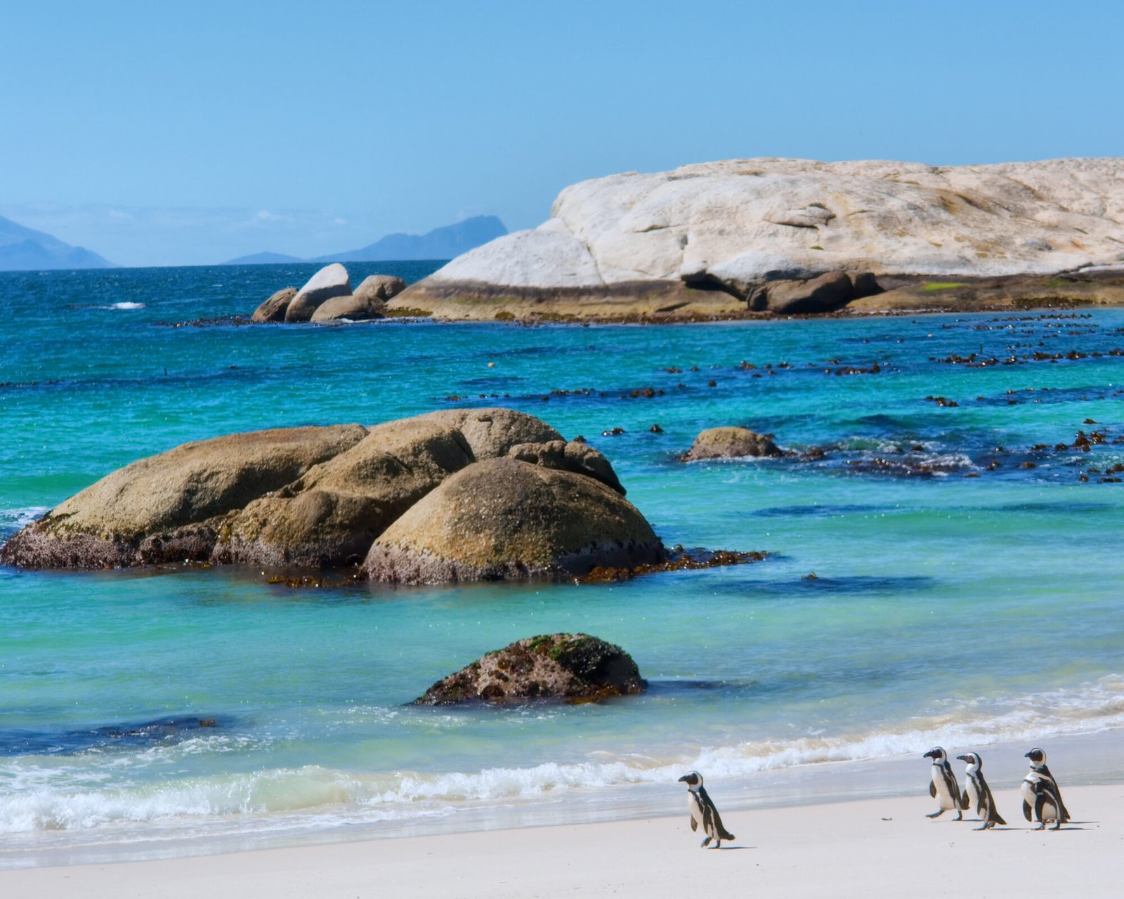Penguins Boulders Beach Vue des manchots à Boulders Beach en Afrique du Sud