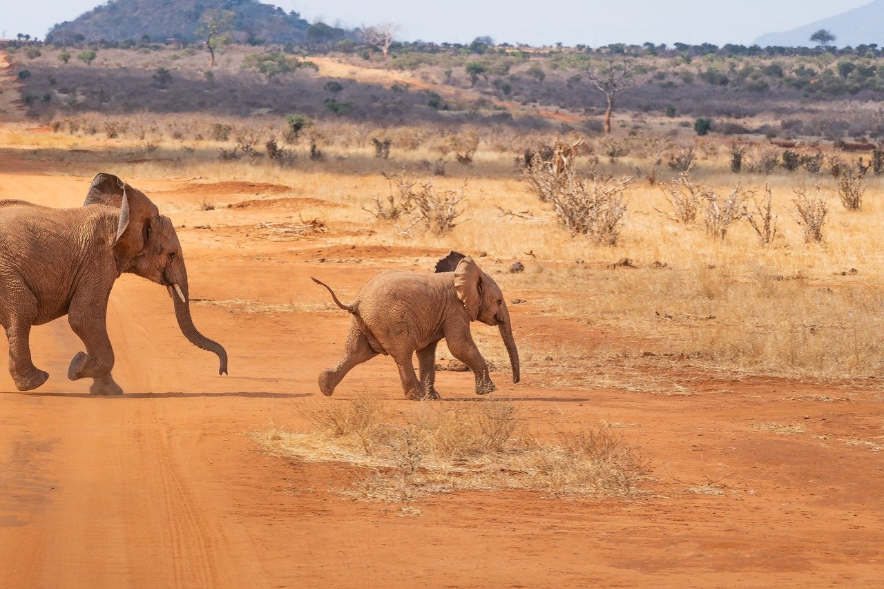 safari-ga3a42e6ae_1280