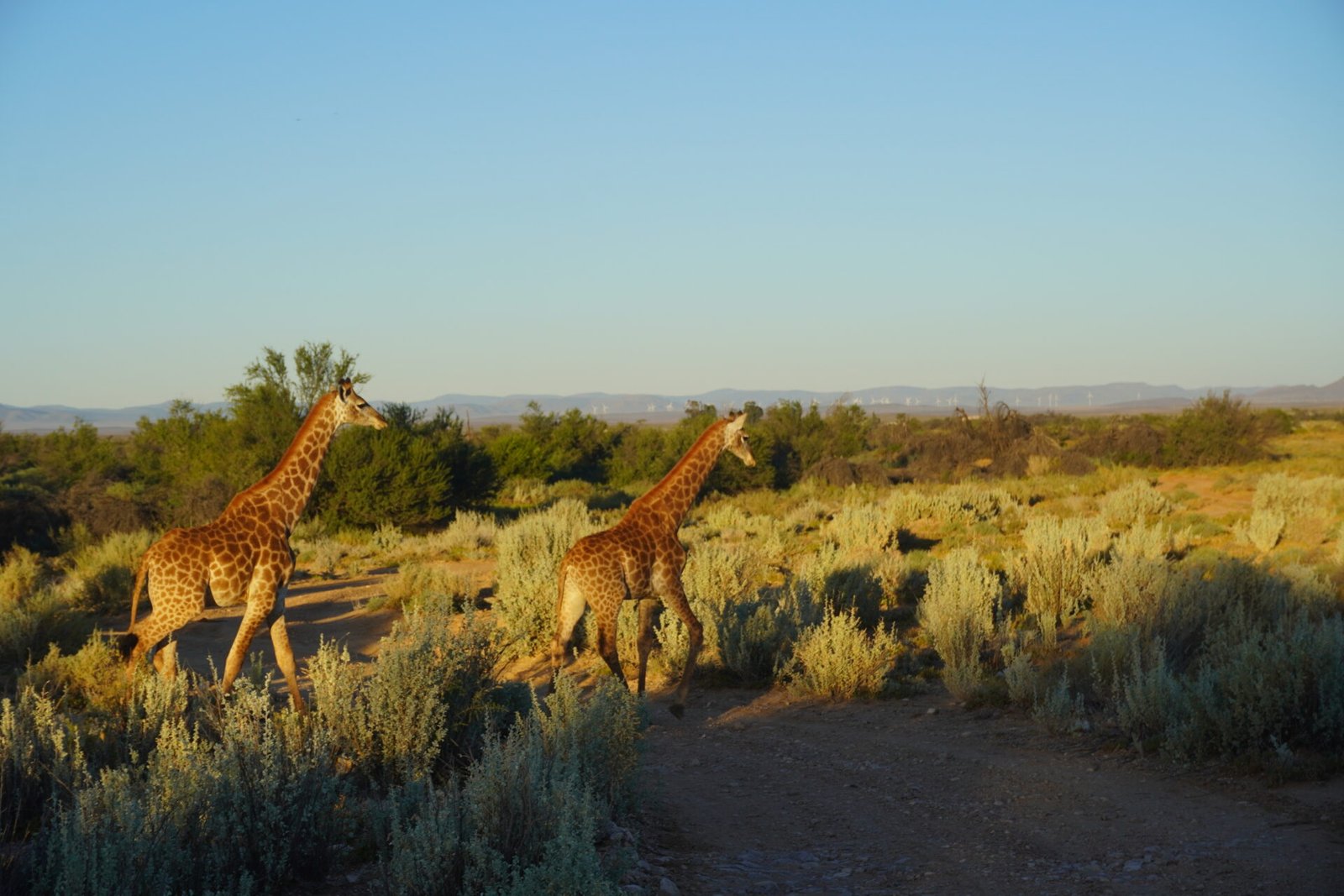 Girafe en safari a Cape Town