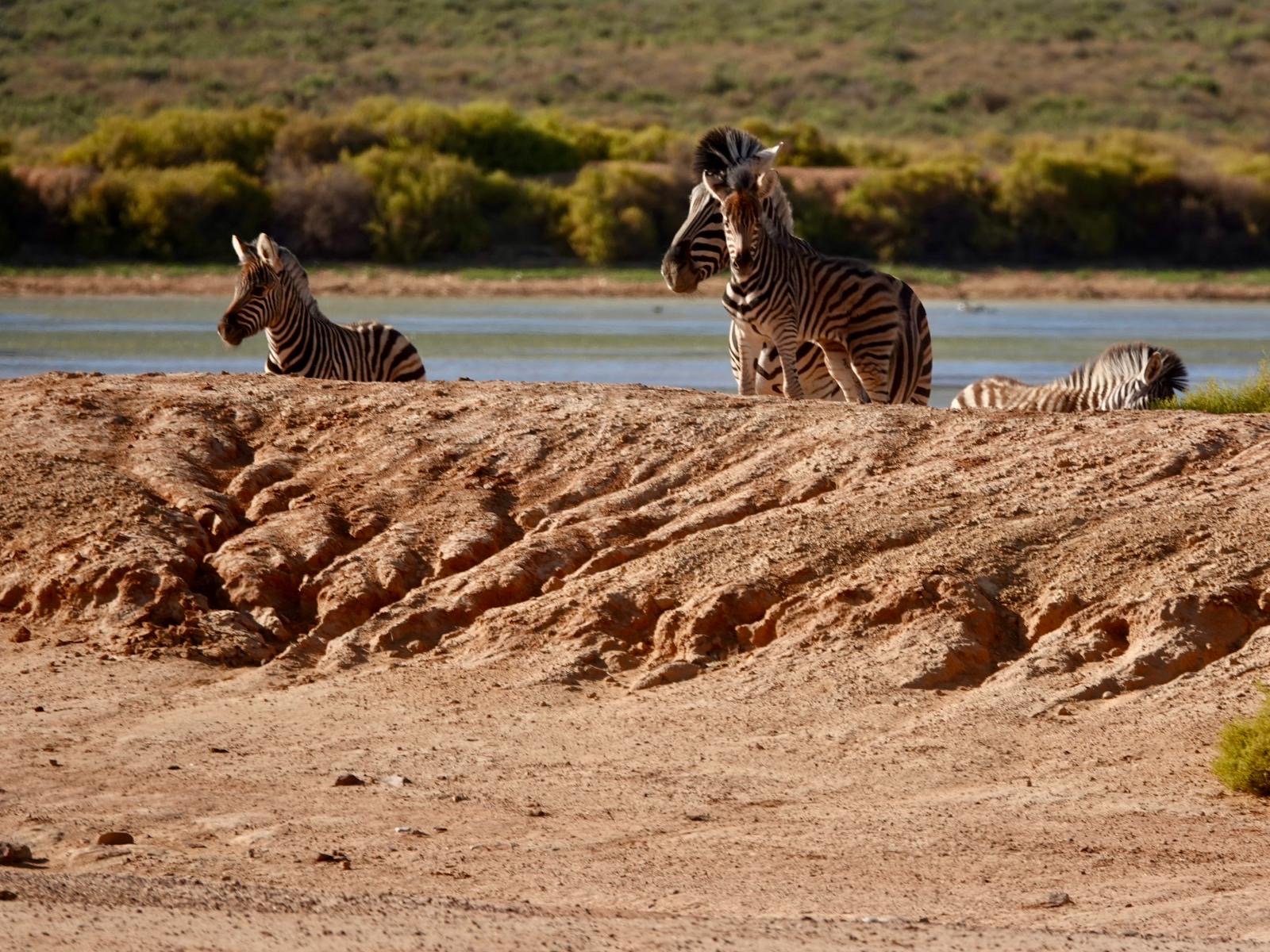 Zèbres au safari à Cape Town