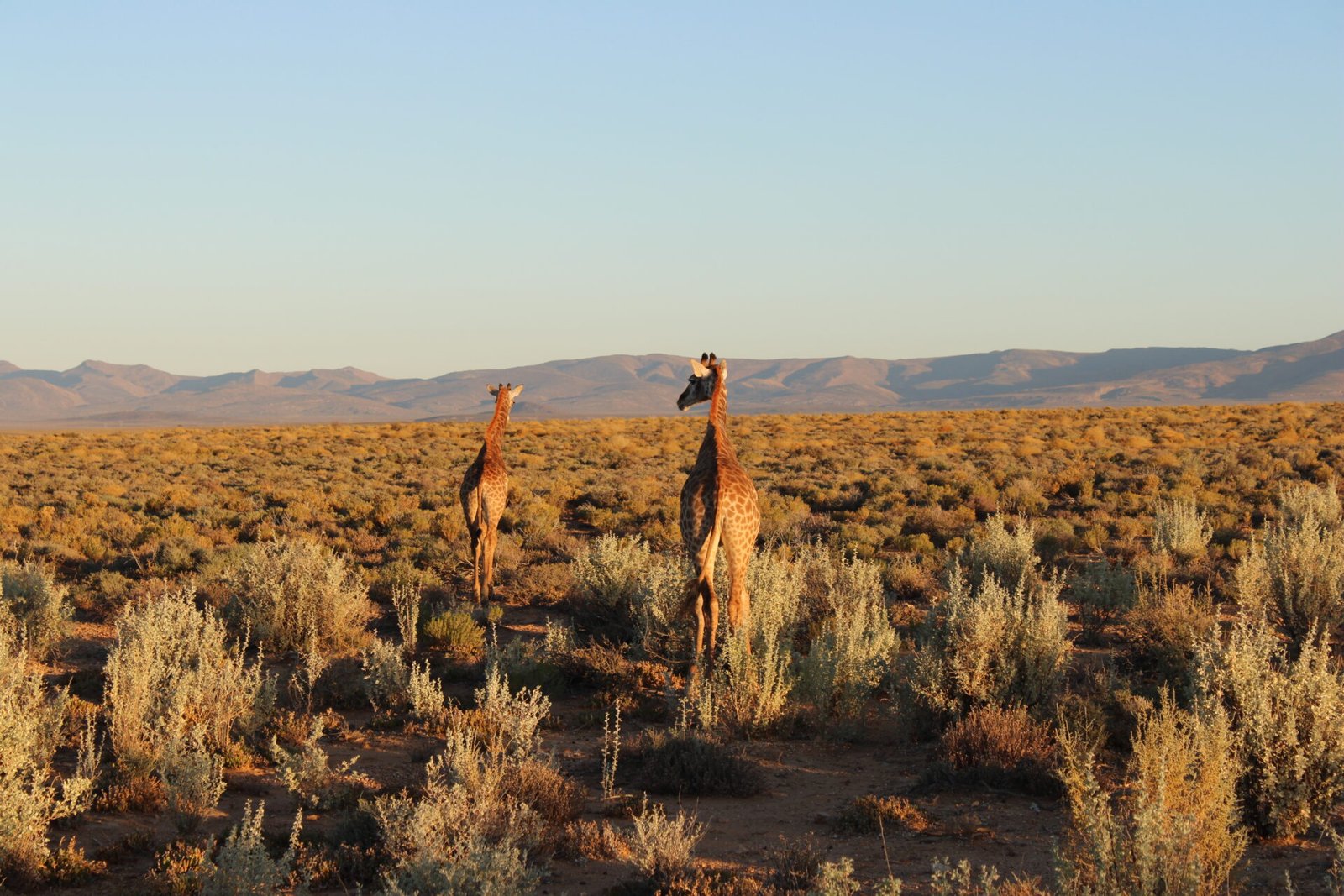 girafe au coucher de soleil a cape town