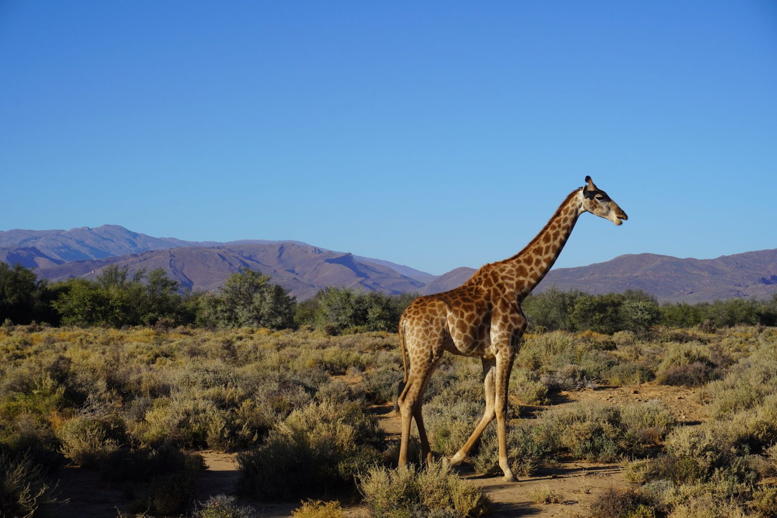 safari avec girafe a cape town