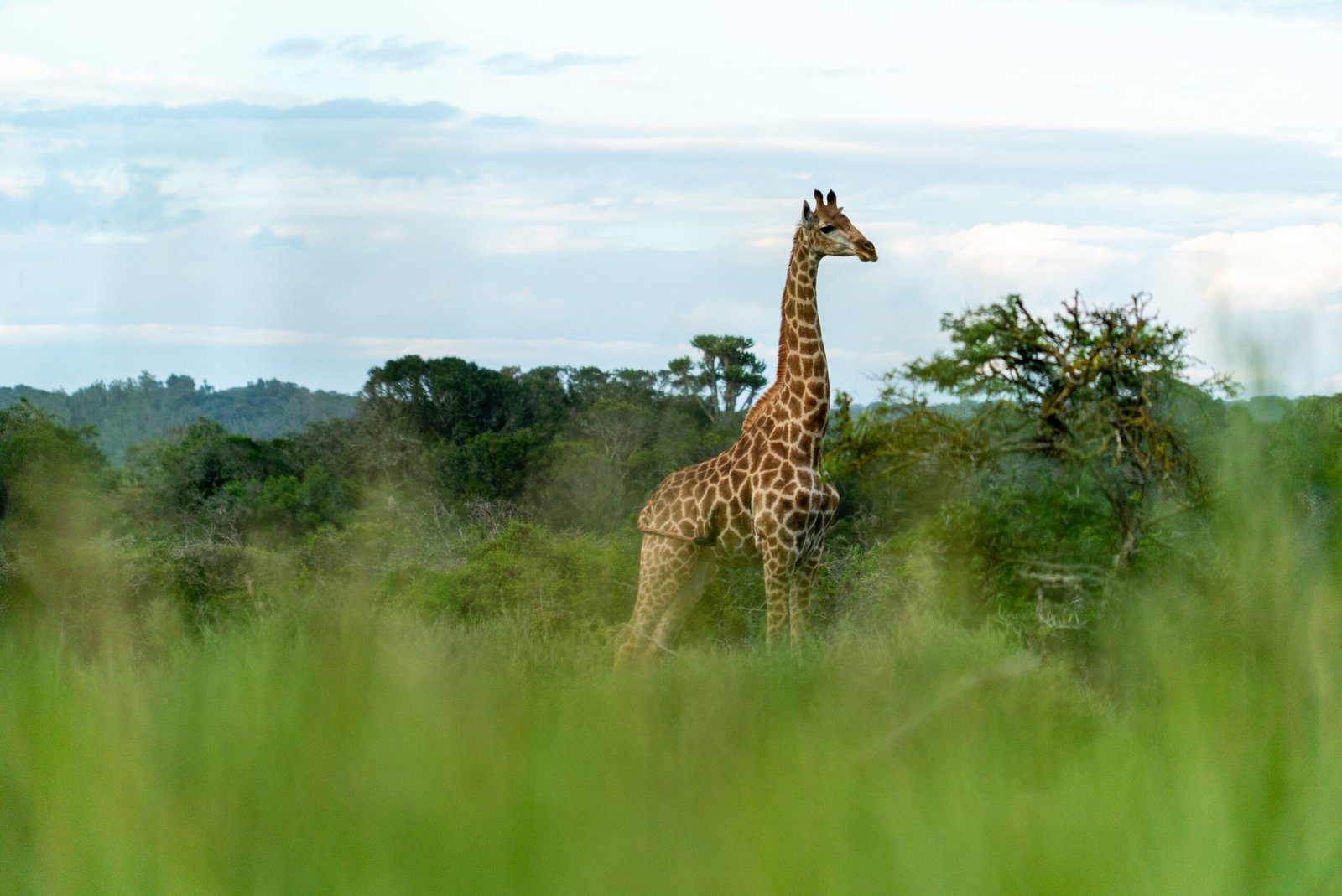 GIRAFE EN SAFARI A CAPE TOWN SAFARI A CAPE TOWN