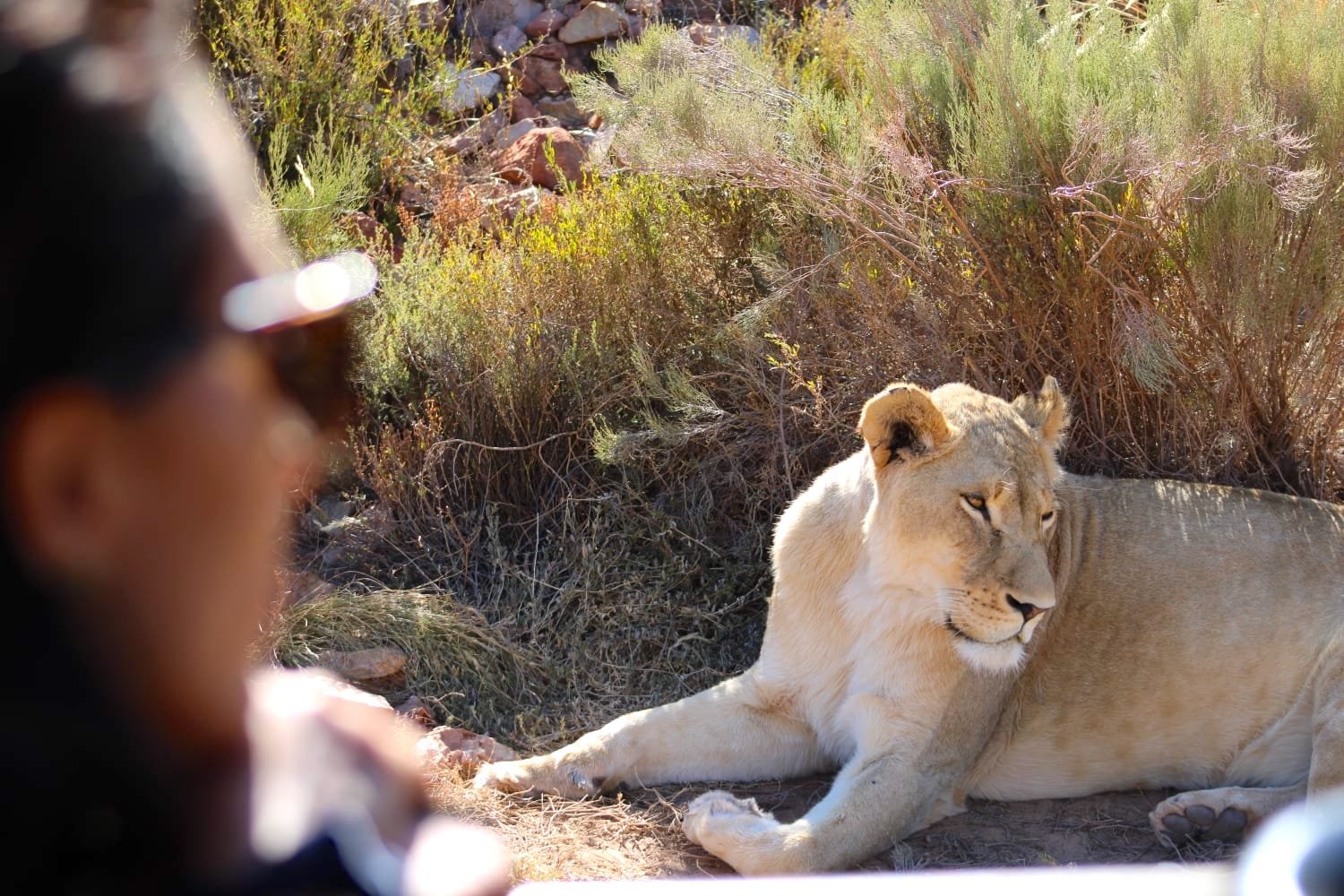 LION EN SAFARI A CAPE TOWN UN LION VU PAR UN TOURISTE EN SAFARI AU CAP