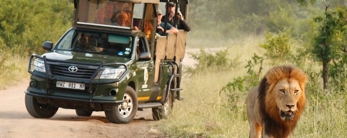 Safari près de Cape Town en Afrique du Sud