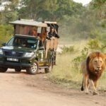 Safari près de Cape Town en Afrique du Sud