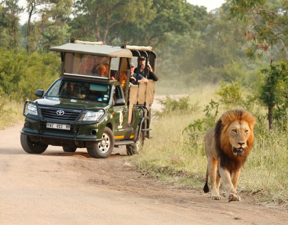 Safari près de Cape Town en Afrique du Sud