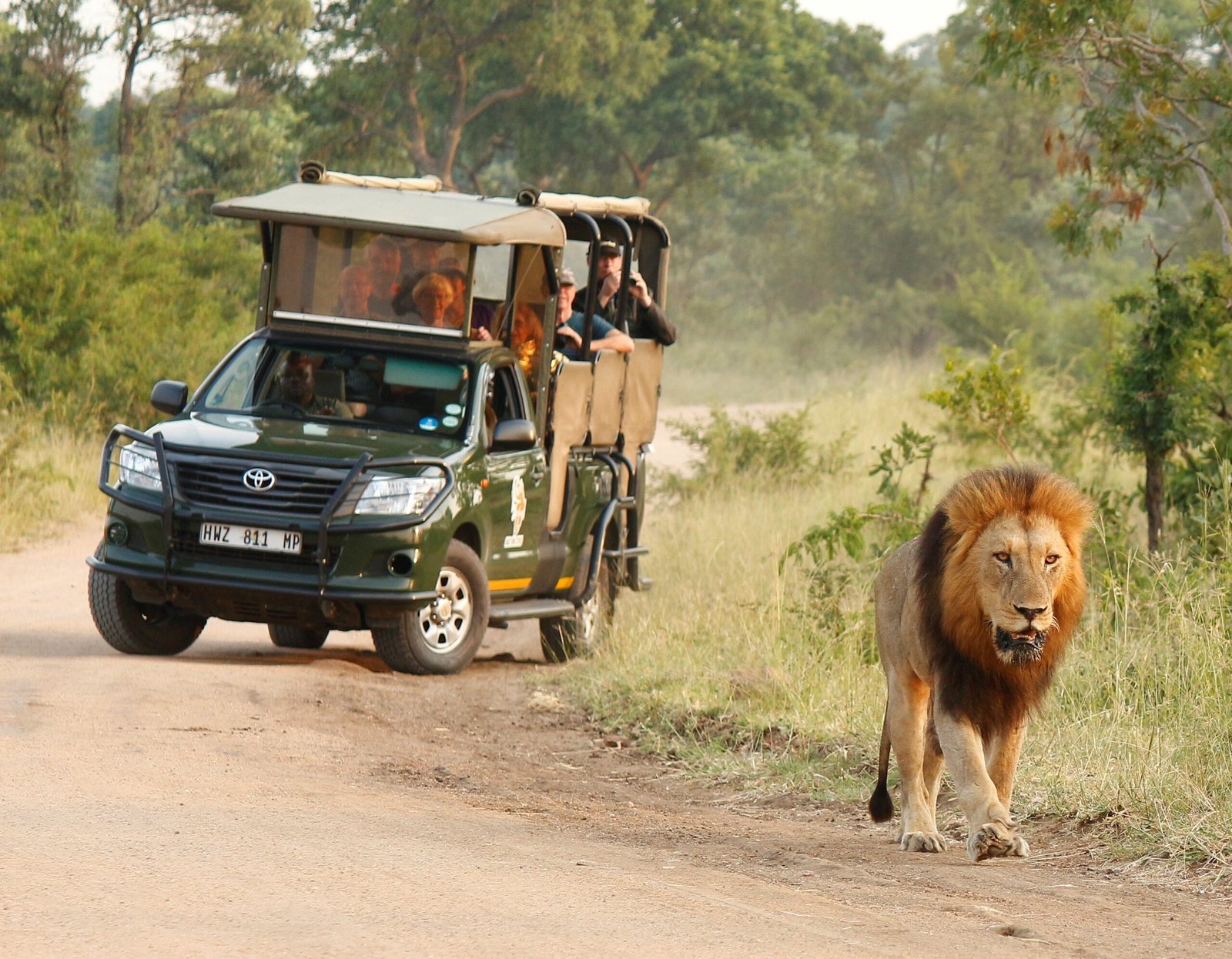 Lion au safari en Afrique du Sud Safari près de Cape Town en Afrique du Sud